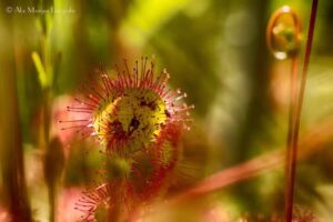 Abe Maaijen Fotografie
