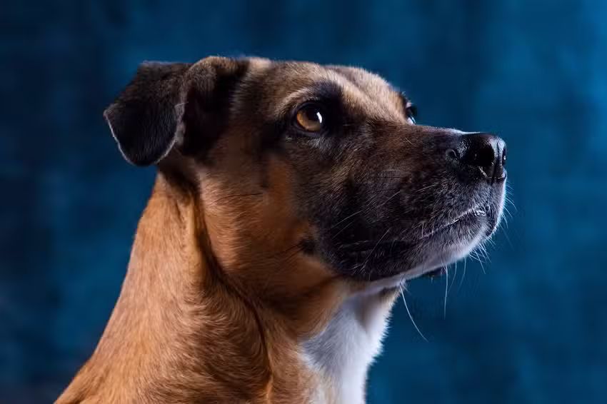 Achter de dijk, Lijstenmakerij & Fotografie