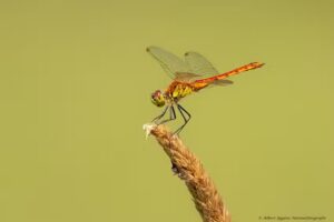 Albert Eggens Natuurfotografie