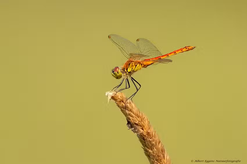 Albert Eggens Natuurfotografie