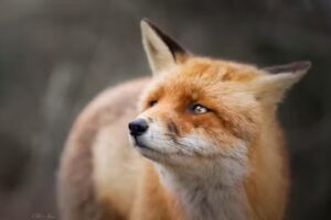 Alix van Lanen Photography