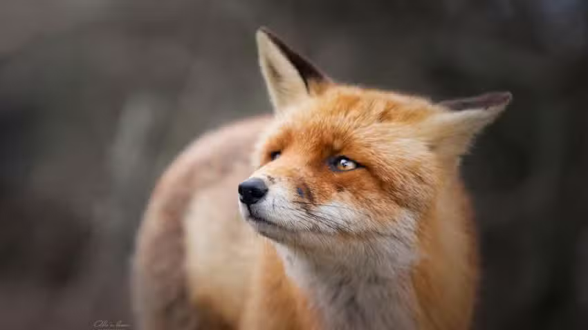 Alix van Lanen Photography