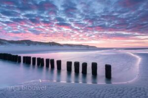 Anja Brouwer Fotografie, Natuurfotograaf van het jaar / waddenfotograaf