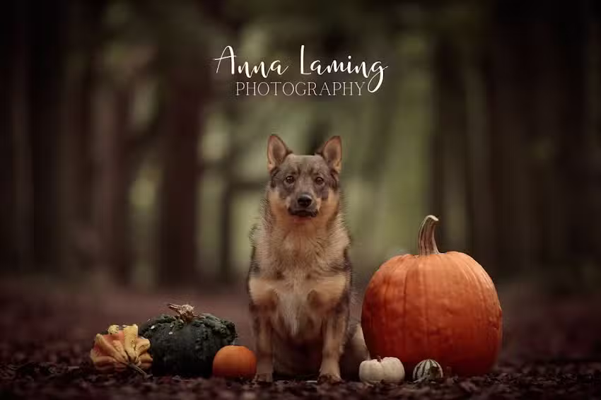 Anna Laming Photography