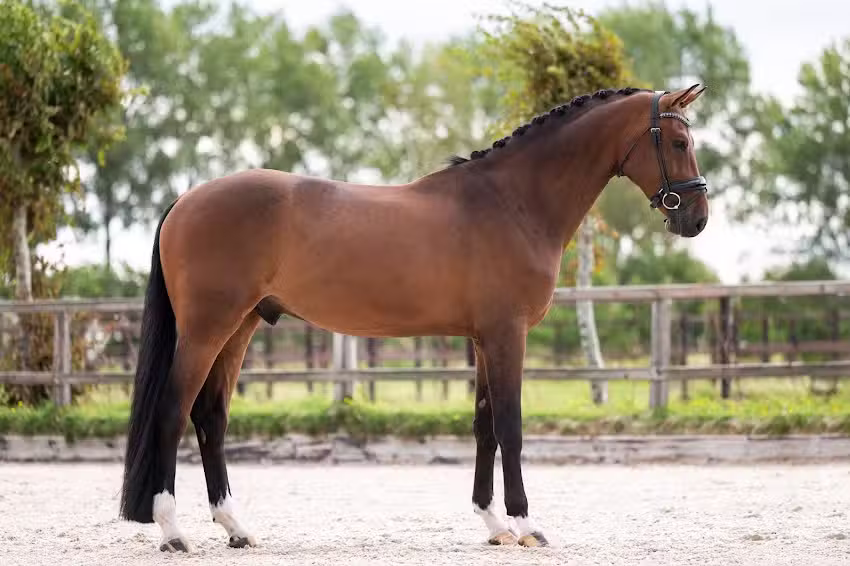 Anne Roos Photography