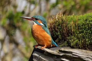 Arjan Troost Photography