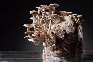 Beele Fotograaf Hans vd