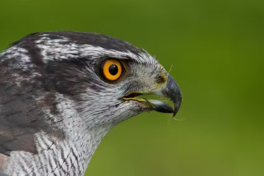 Bert Altena Vogelfotograaf