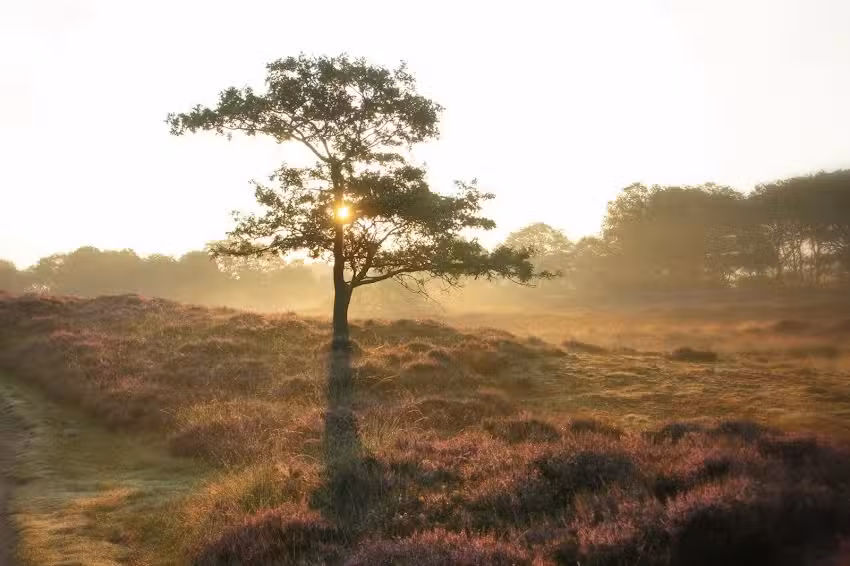 Bert Jan Wolfs fotografie