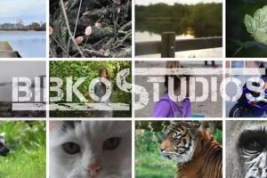 BibkoStudios