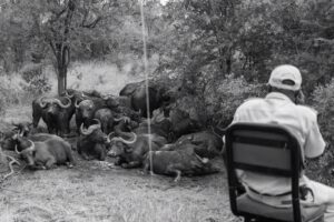 BlueSee Media Company