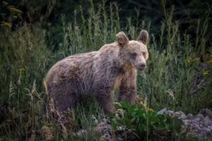 BSP &ndash; Benjamin Smail Productions