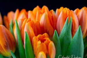 Chantal Derksen Photography