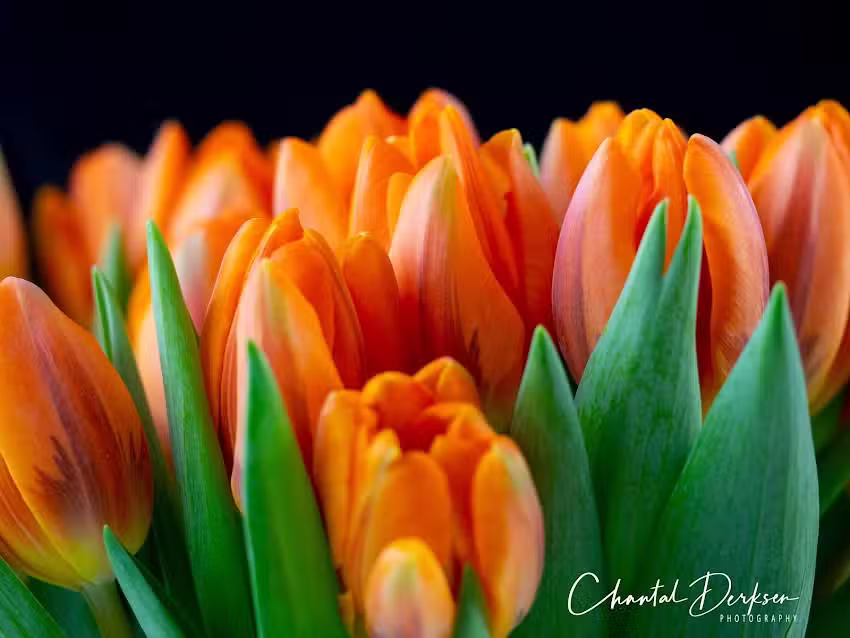 Chantal Derksen Photography