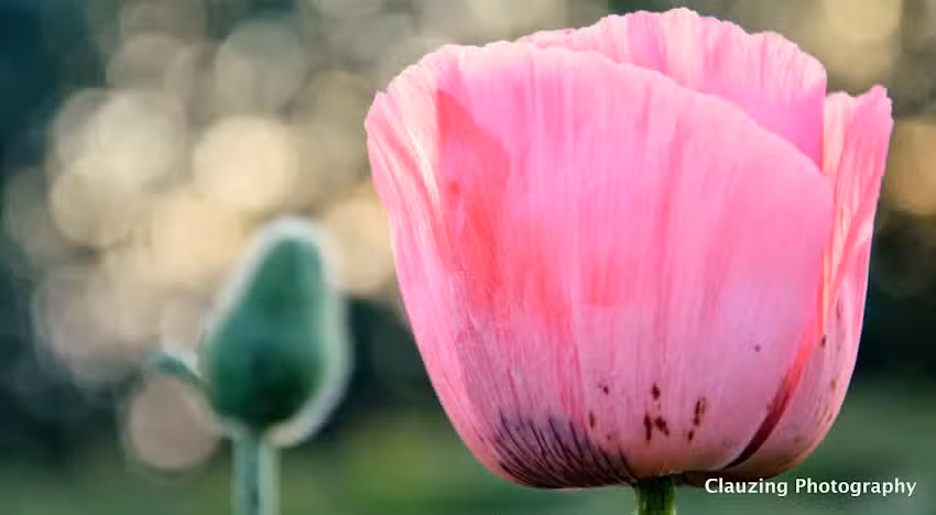 Clauzing Photography