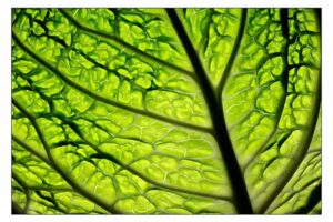 Coos Dam Fotografie en Ontwerp