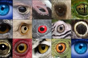 DeuxBleus Fotografie 📸