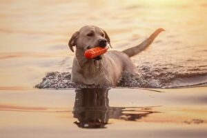 Dog Portrait Hondenfotografie