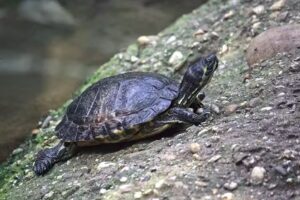 Edward Hagens fotografie