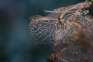 Eefje Timmers Fotografie