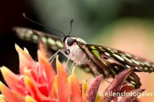 Ellen’ s Fotogalerijen