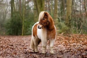 Faylinn Spenrath Fotografie