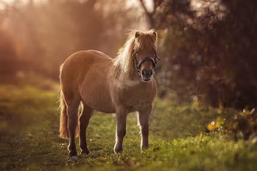 Femke Heuveling Honden Fotografie