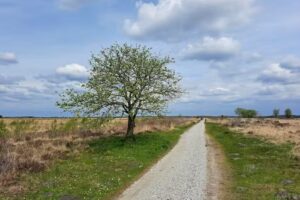 Fochteloërveen – Aan de rand van …