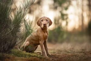 Foscofotografie | Lotte van Alderen