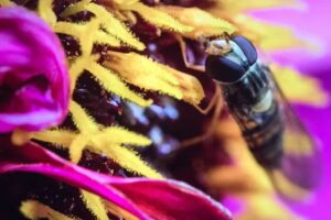 Fotografie Frank Brinkman