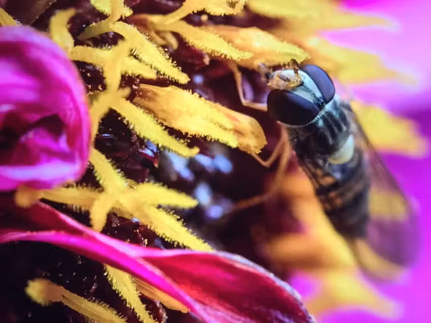 Fotografie Frank Brinkman