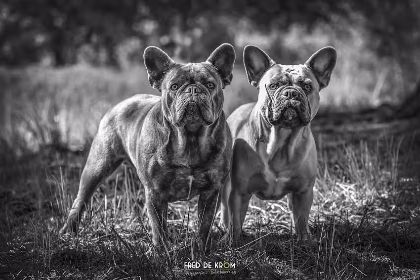 Fred de Krom Fotografie & Beeldbewerking