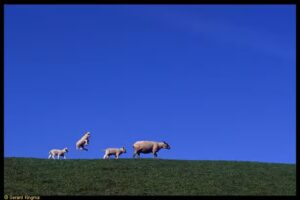 Gerard Kingma Fotografie