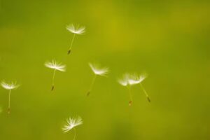Hannah Hansen Fotografie