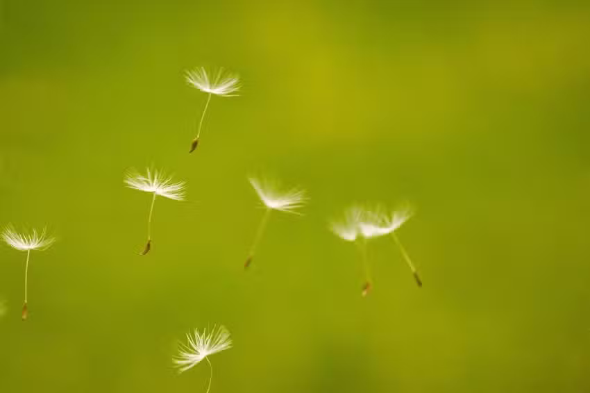 Hannah Hansen Fotografie