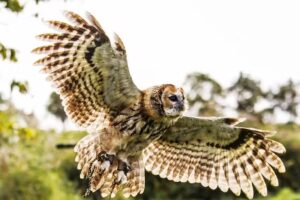 Heel Holland Fotografeert