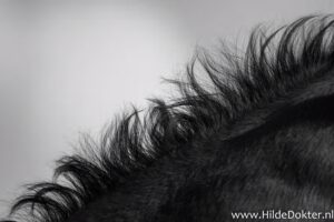 Hilde Dokter Paardenfotografie