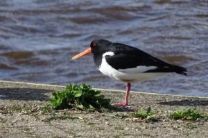 Hobby foto&rsquo;s theBluewaters