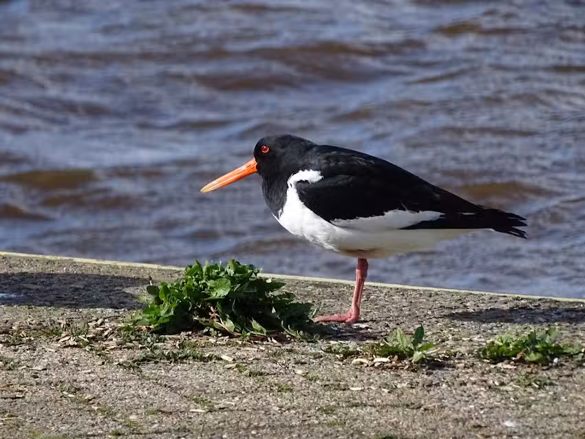 Hobby foto&rsquo;s theBluewaters