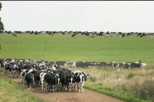 Holstein International B.V.