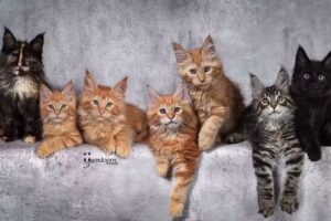 IJsendoorn Photography