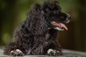 Irene Ruysch fotografie