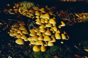 Jack Rop Foto Gallery