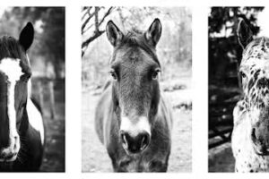 Janneke Boumans Fotografie