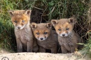 Jasmijn Fotografeert