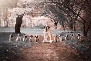 Kim van Beveren photography