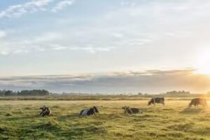 Lansbergen Photography