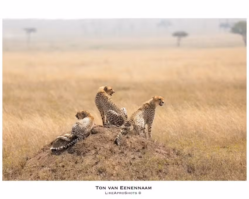 LikeAproShots Ton van Eenennaam 📸