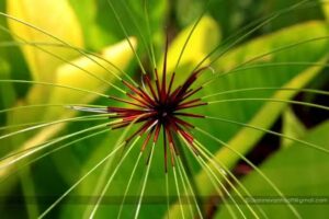 Lisanne van Hooff Fotografie