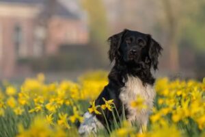 Louise Smid Fotografie